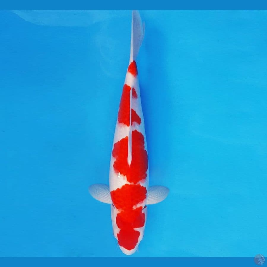 KENZEI 8 ~ KOHAKU 32 cm/male ™