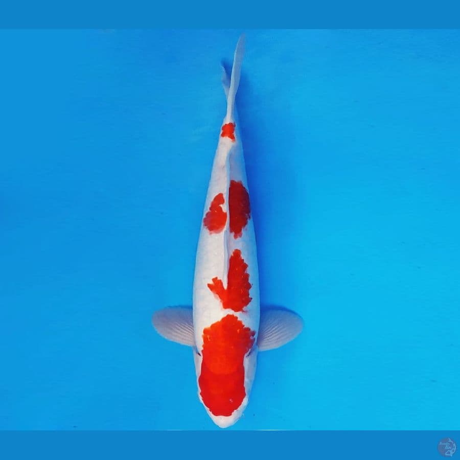 KENZEI 9 ~ KOHAKU 37 cm/male ™