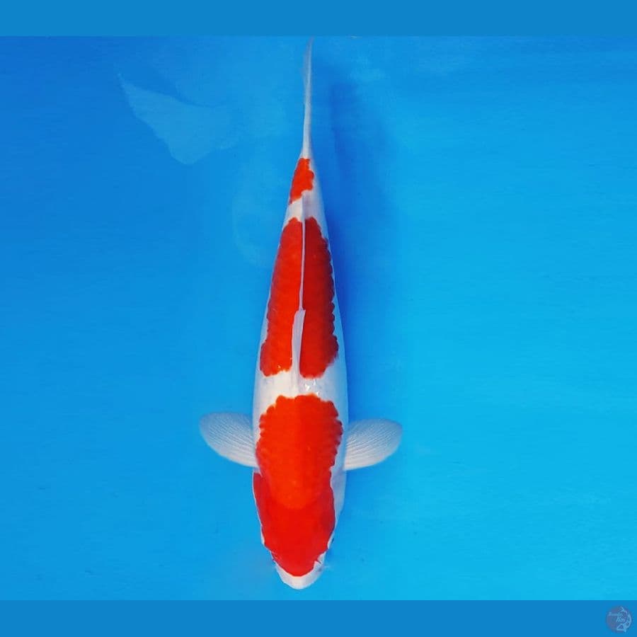 KENZEI 11 ~ KOHAKU 36 cm/fm ™