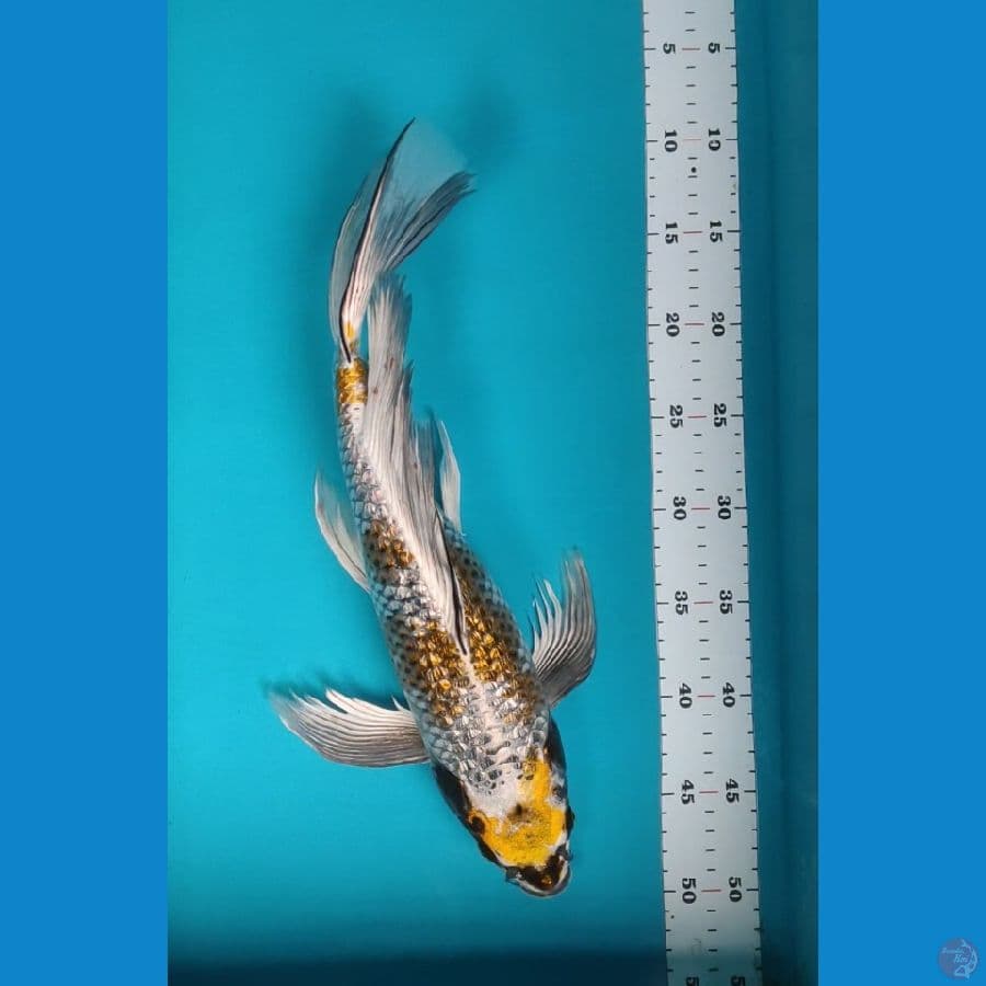 42cm fm kogane ginrin