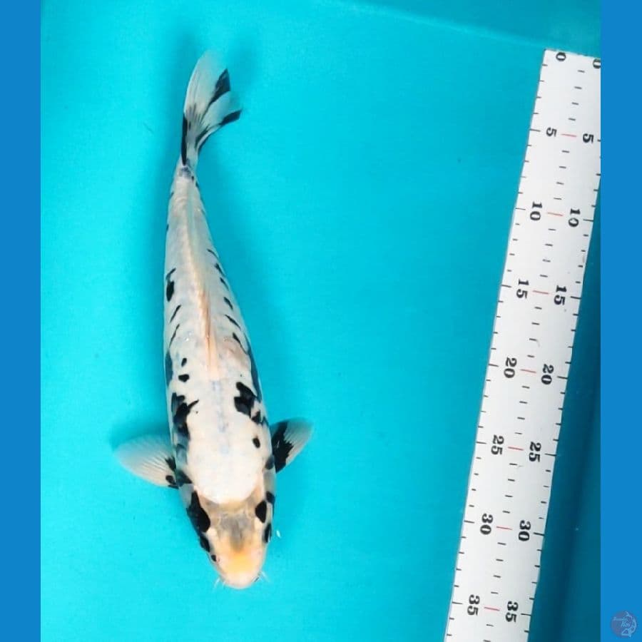 31cm male doitsu kawarimono