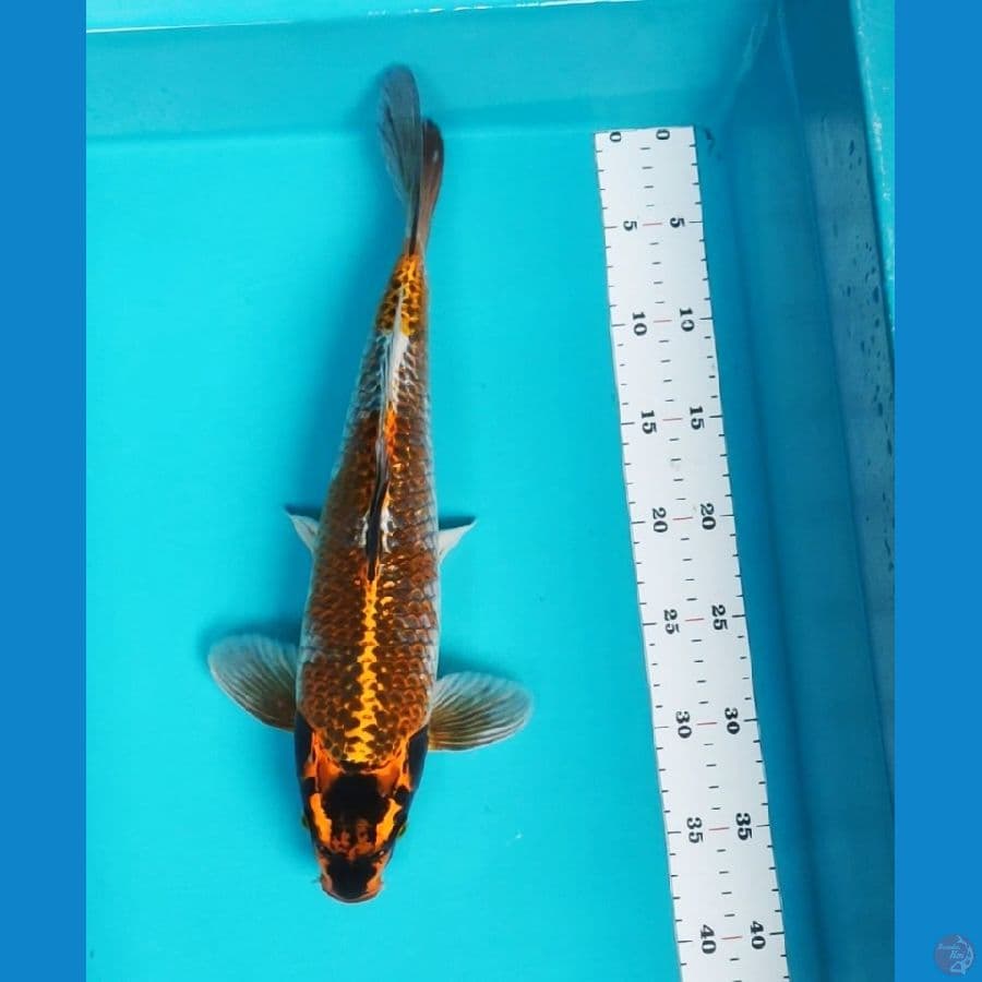 38cm male ochiba kogane
