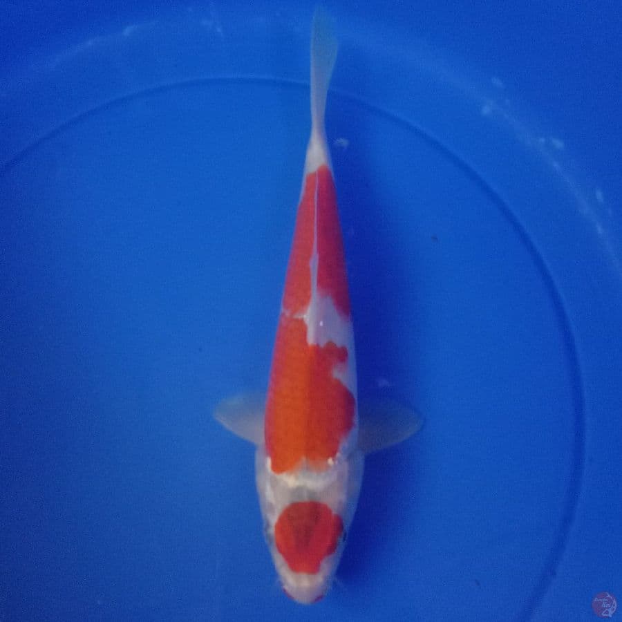 Maruten _ 27 cm