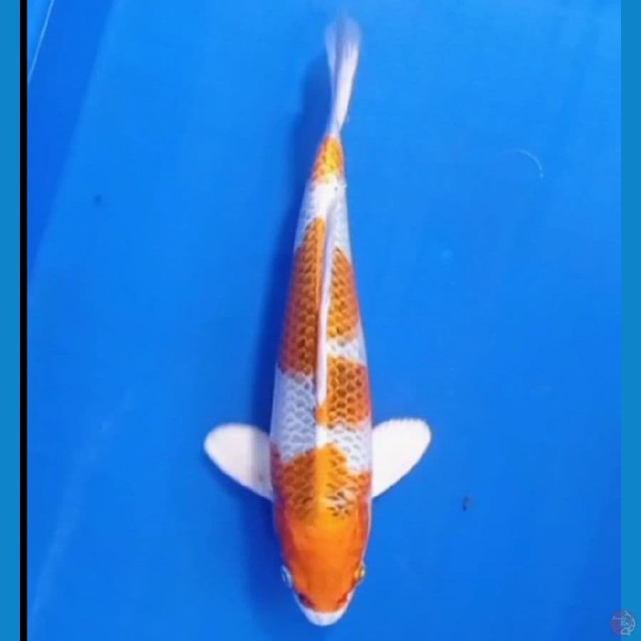 25 cm kujaku