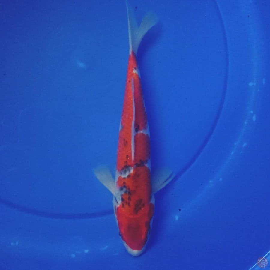 Goshiki _ 26 cm