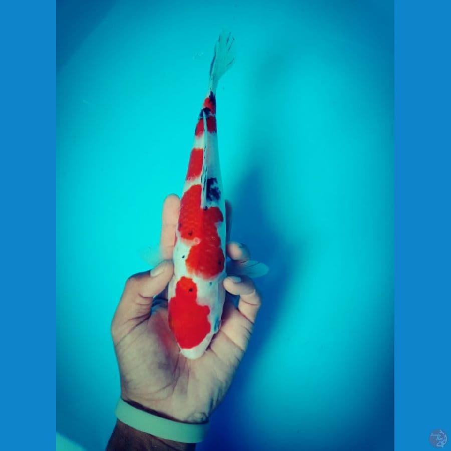 MKC KOI GRUB