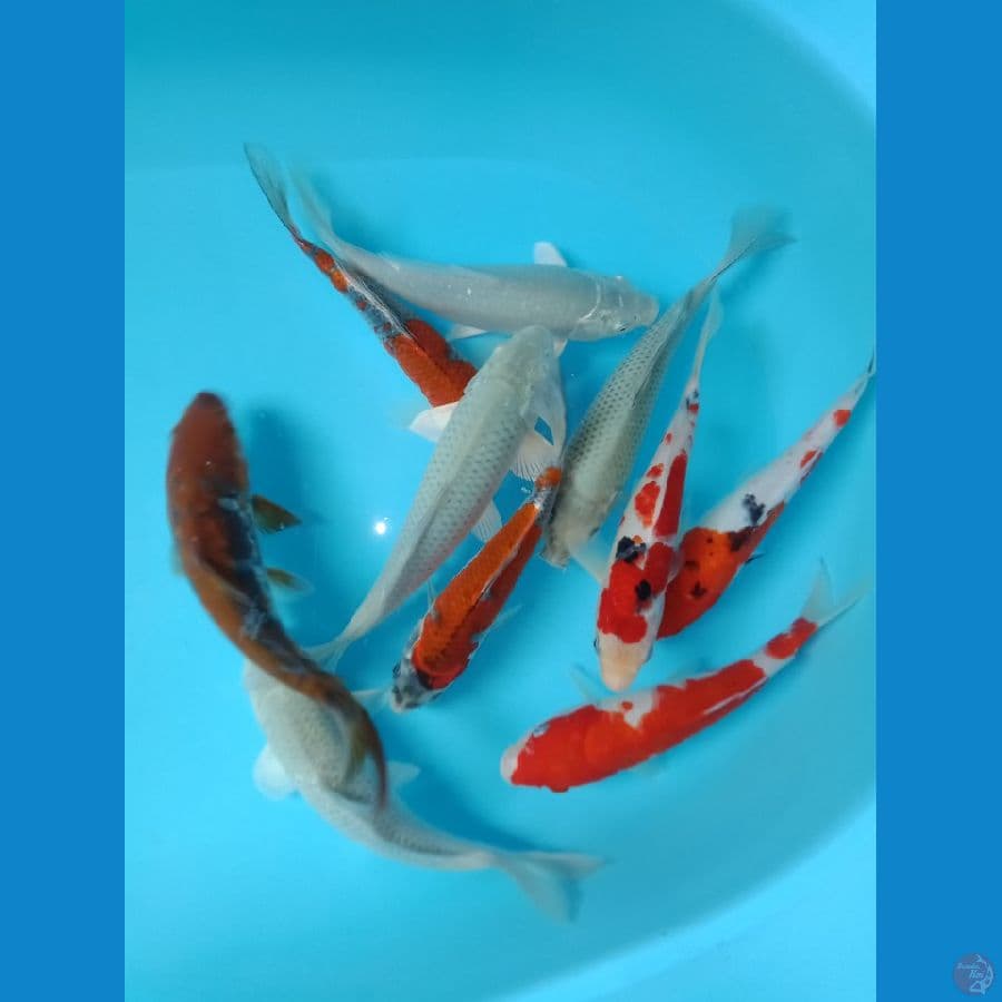 MKC KOI GRUB