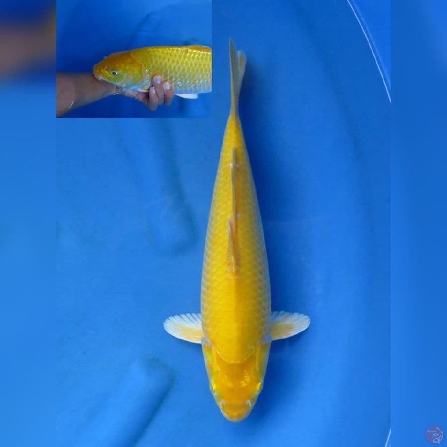 34cm - Red Eye Karasi Bulky