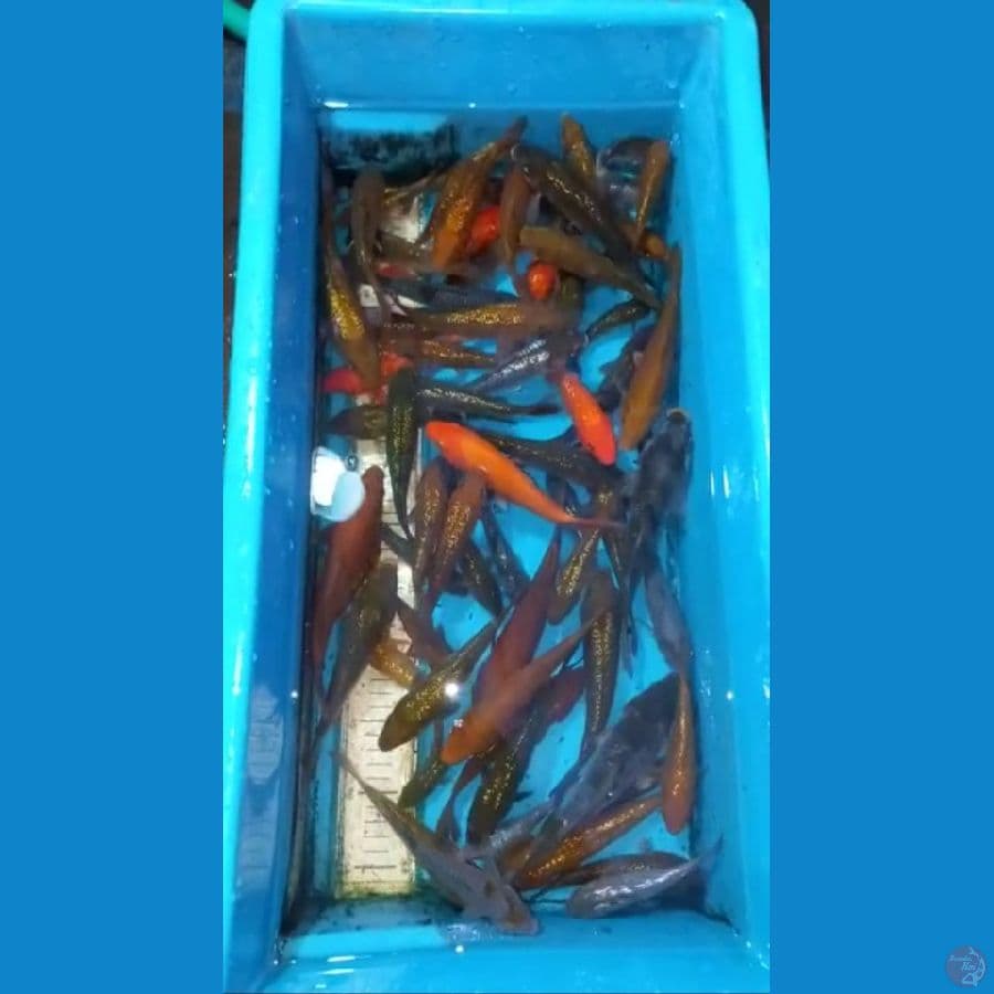 Paket 13-20cm 20ekor