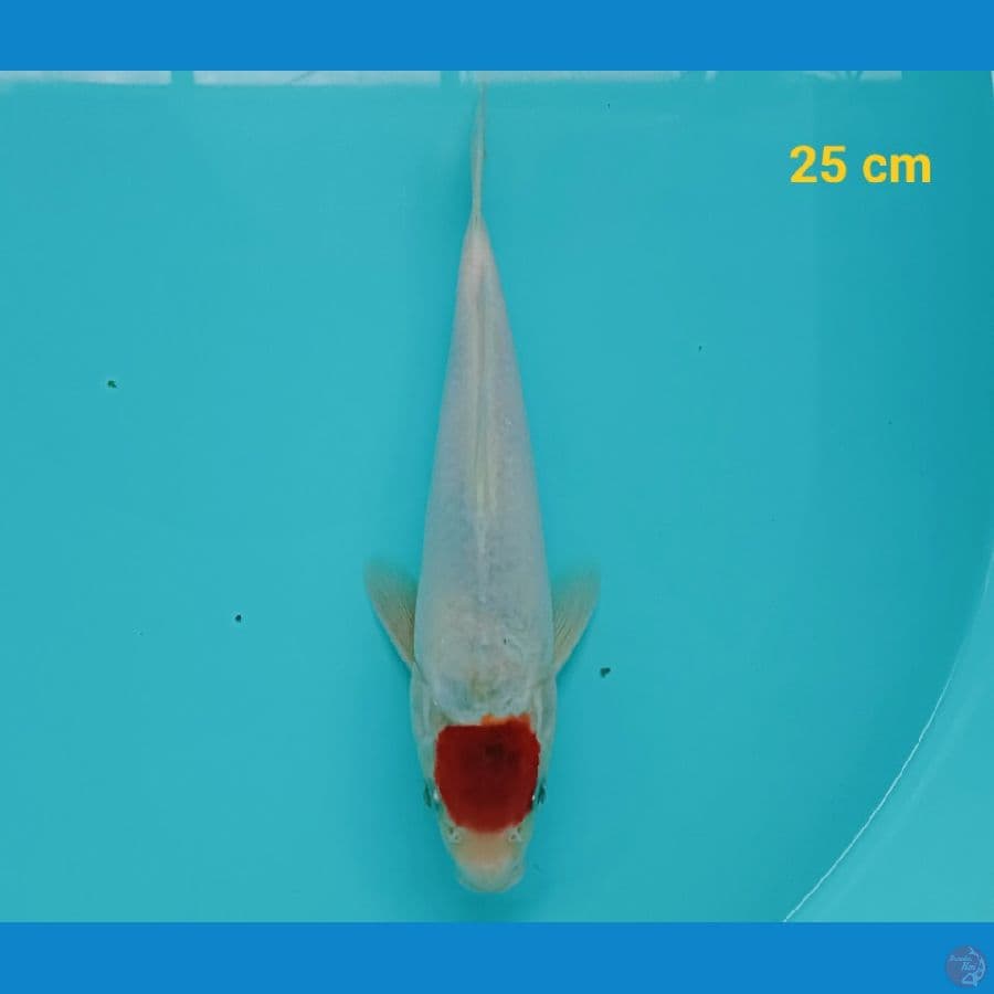 Tancho Koromo 25 cm