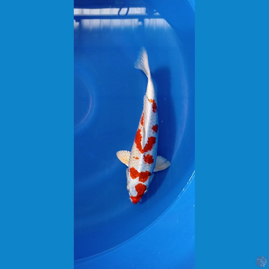 Kohaku Hikari