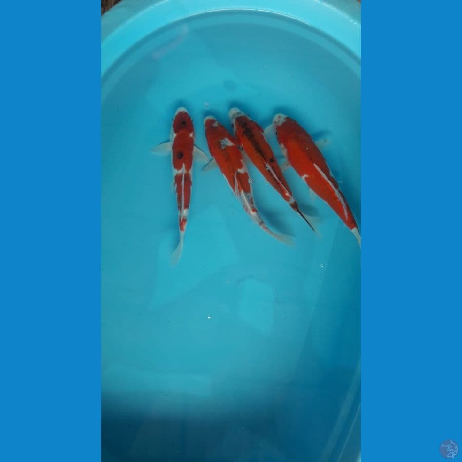 mix kikuryu