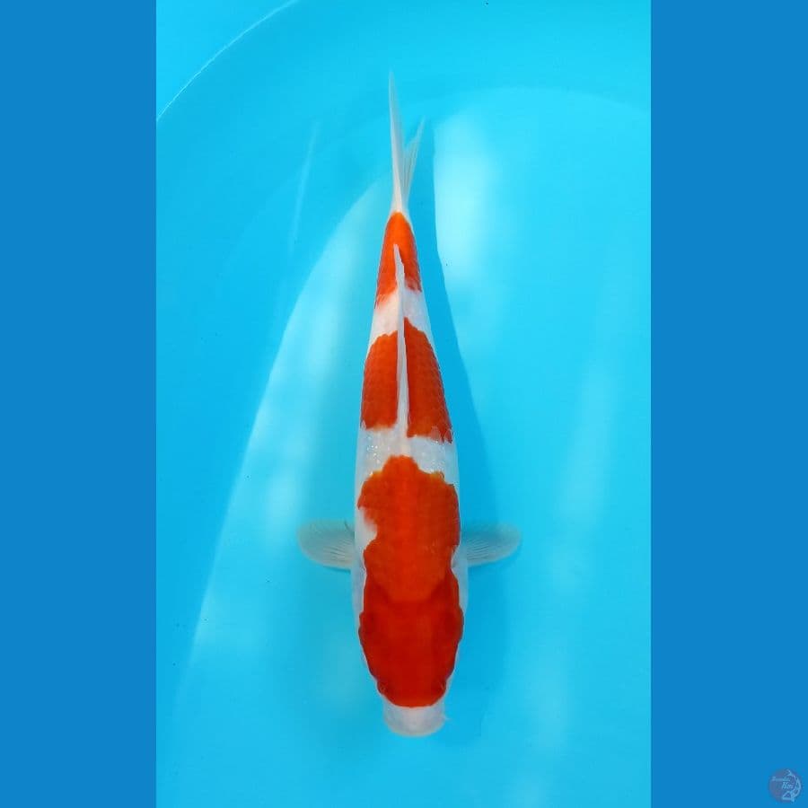 kohaku 31cm