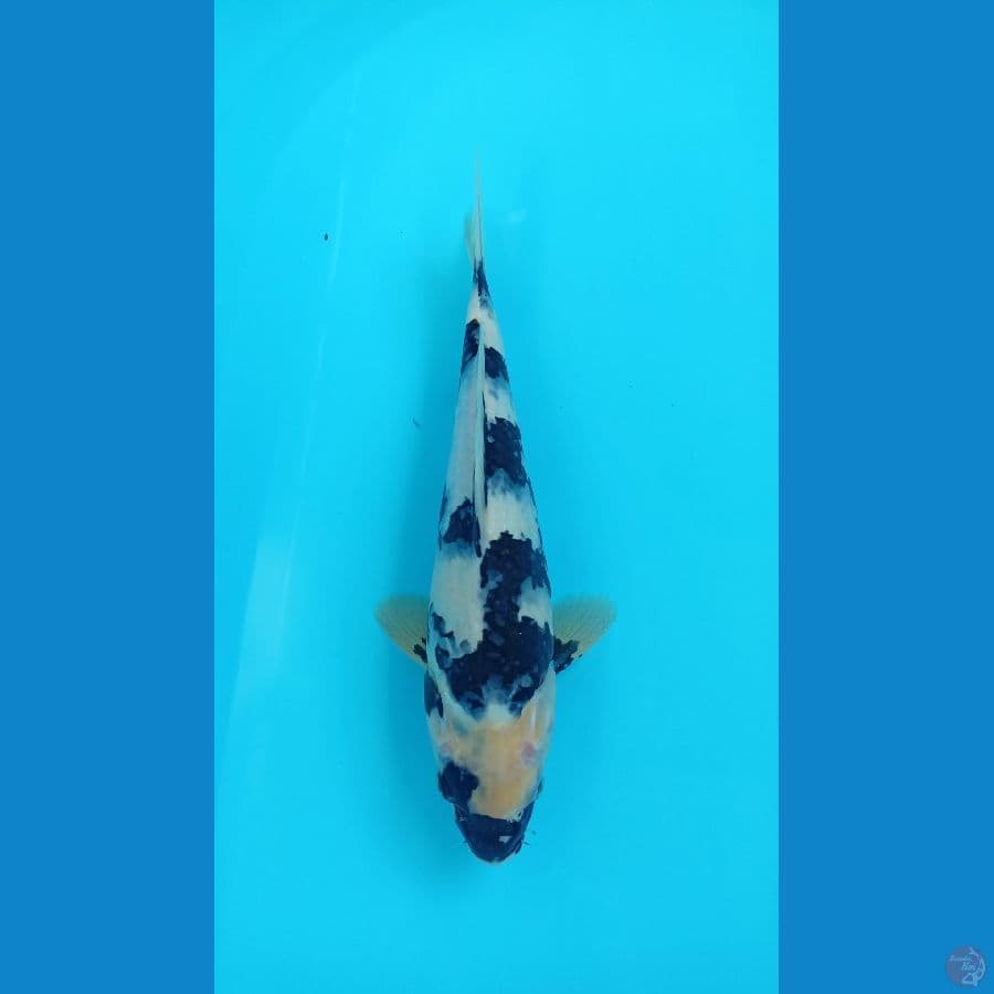 shirob 30cm