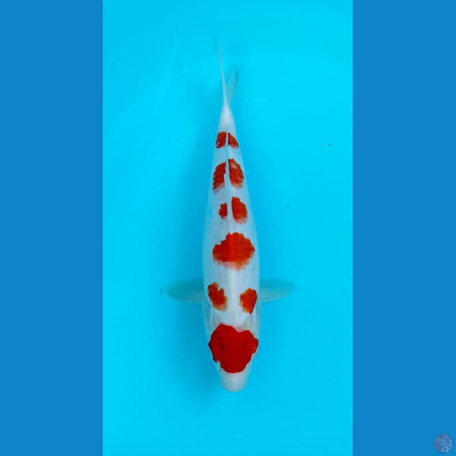 maruten kohaku 29cm