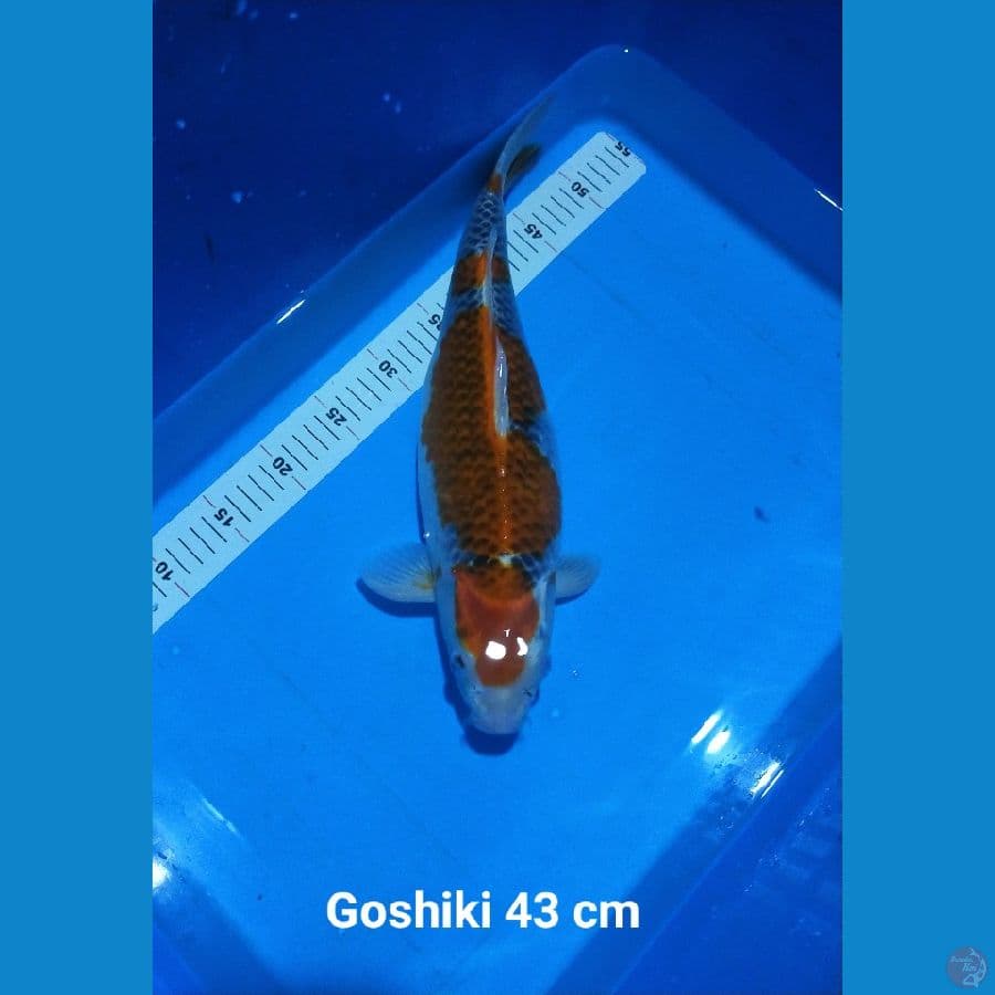 GOSHIKI