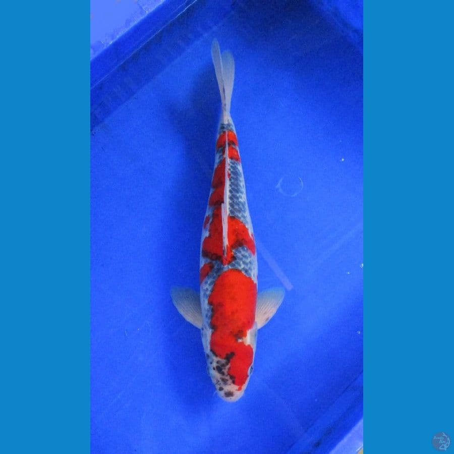 goshiki ±37cm jantan