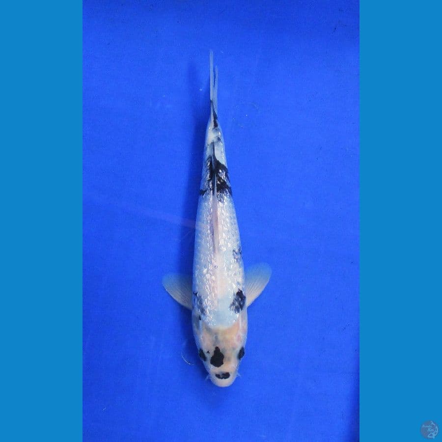 shiro ginrin ±32cm