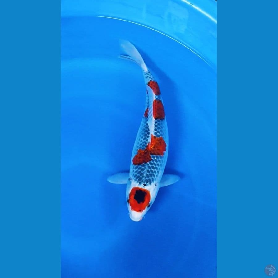 Maruten Gosiki 38cm fml