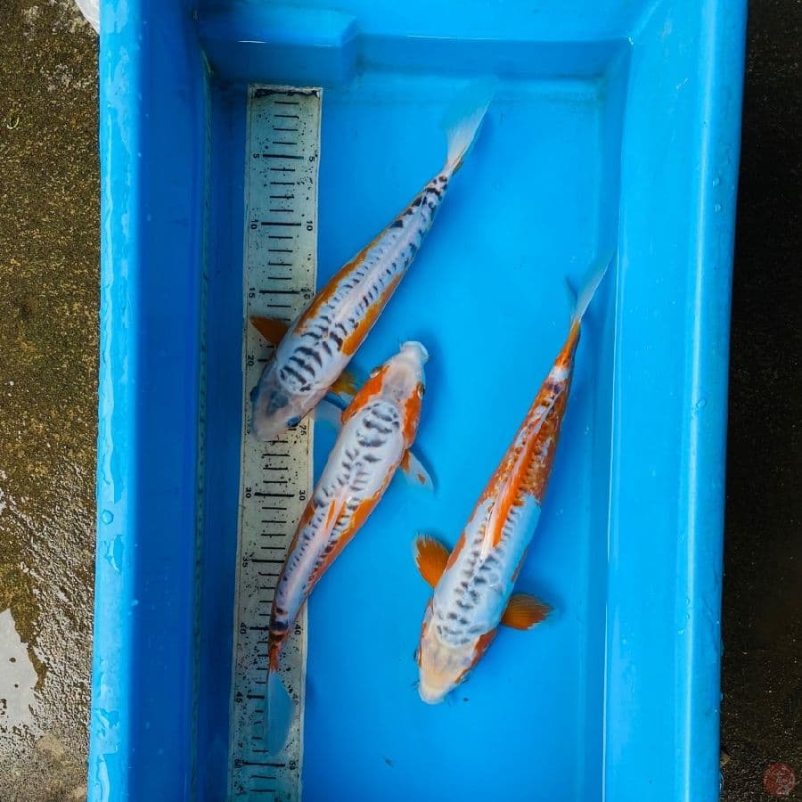 shusui 30-34cm