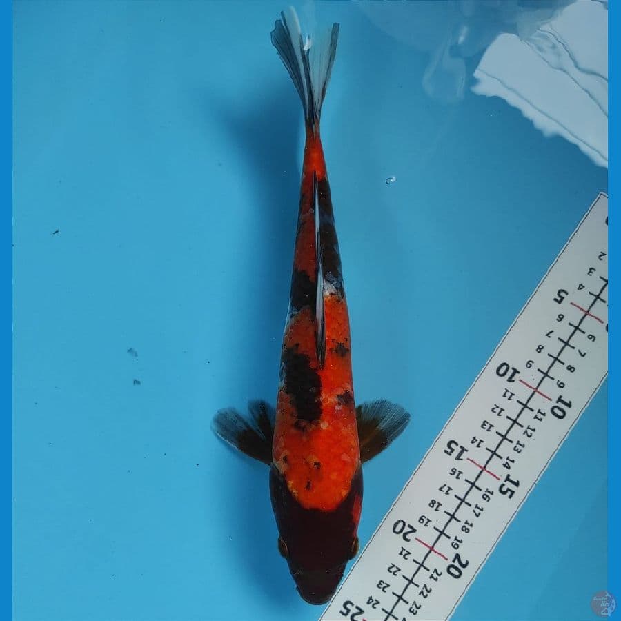 KENKA 4 ~ UTSURI 30CM/MALE