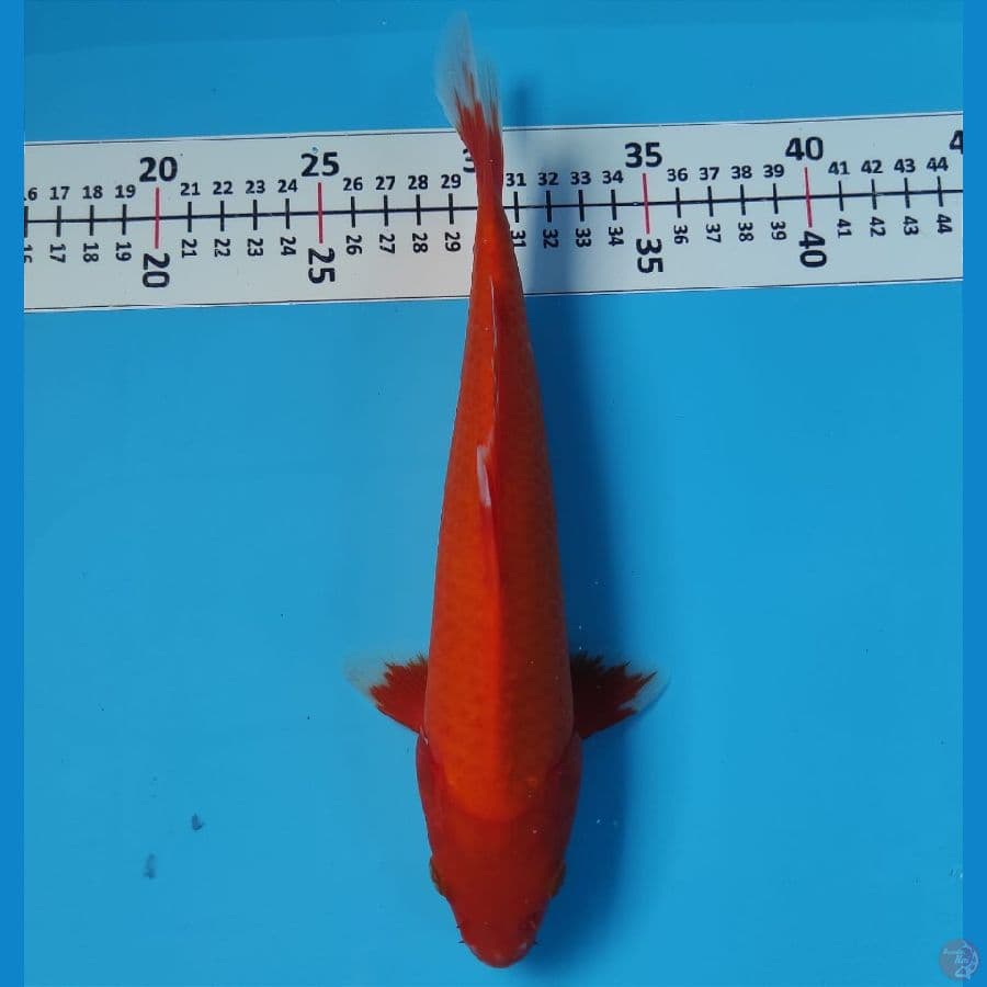 CHIKARA 12 ~ AKA HAJIRO TEMBUS 26CM/MALE
