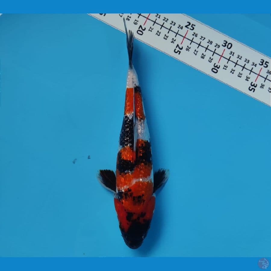 SENSO 21 ~ SQ SHOWA SANSHOKU GINRIN 24CM/MALE