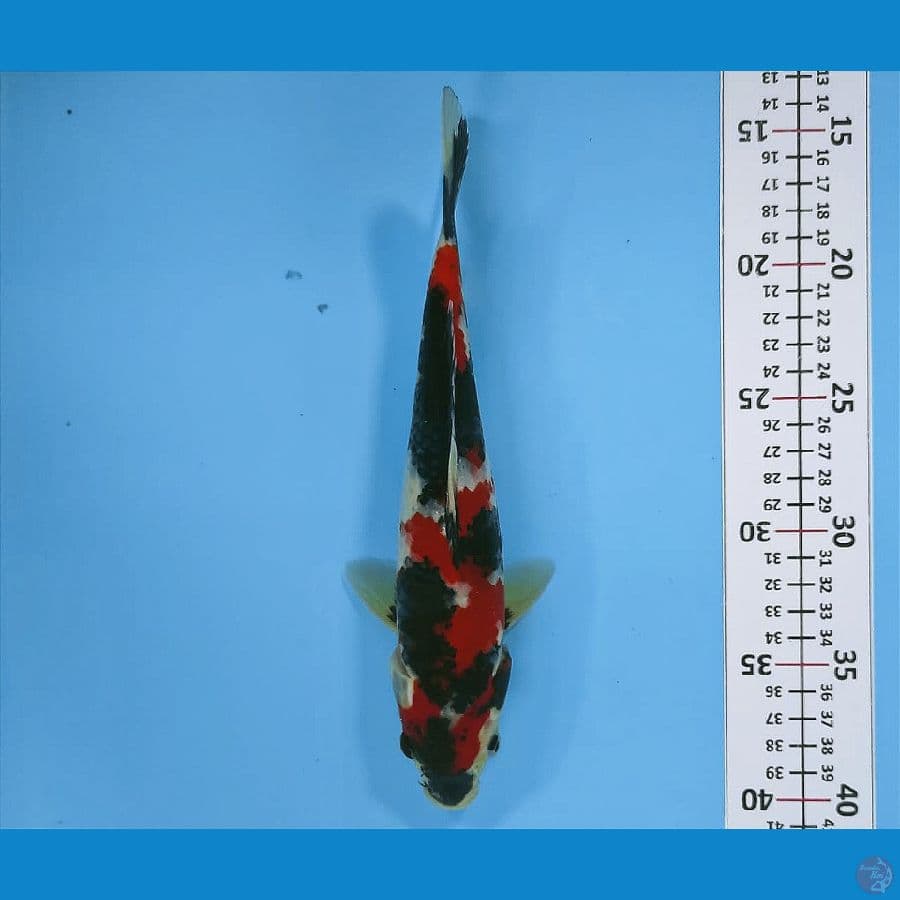 KENKA 7 ~ SQ SHOWA SANSHOKU 26CM/MALE