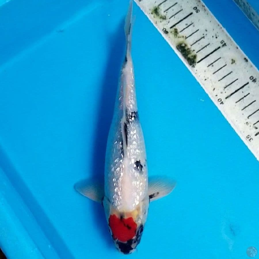 TANCHO SHOWA GINRIN 26 CM
