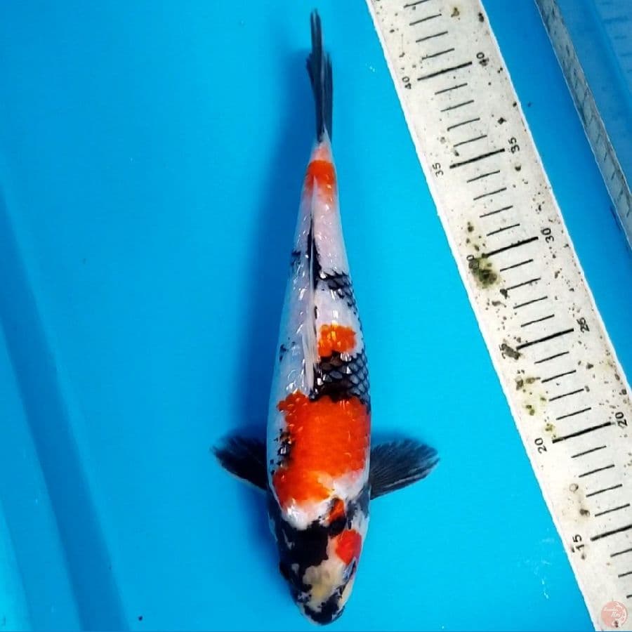 SHOWA GINRIN 29 CM
