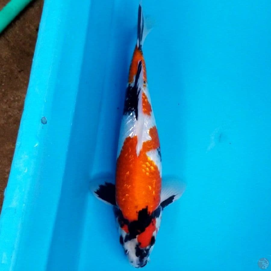 SHOWA GINRIN 31 CM