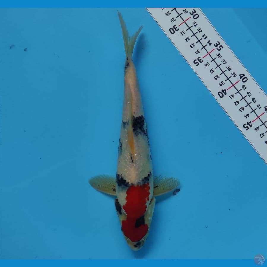 TATEGOI KINDAI SHOWA 27CM/MALE