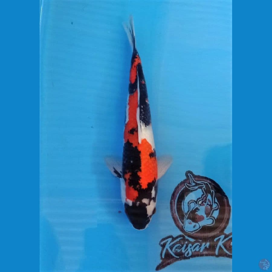 PEJANTAN_SHOWA_33CM
