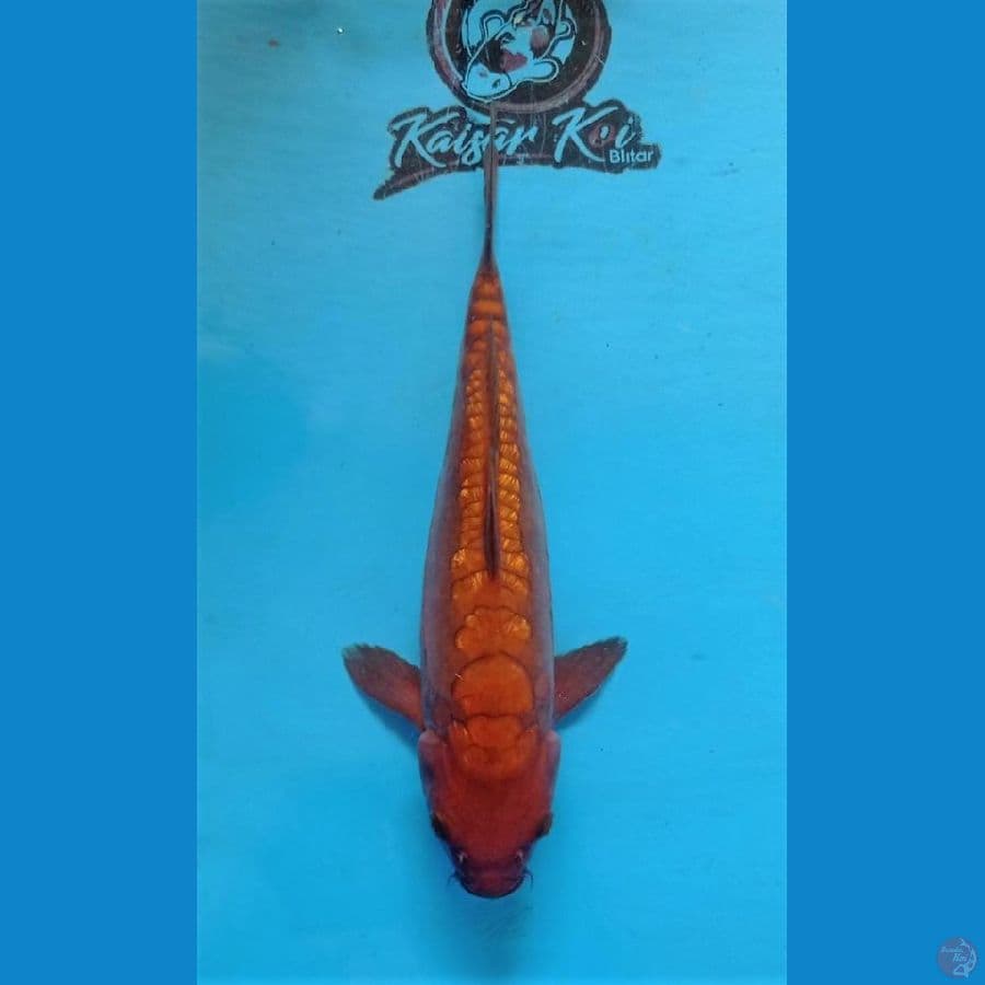 SHOW_QUALITY_CHAGOI ARAGOKE_35CM
