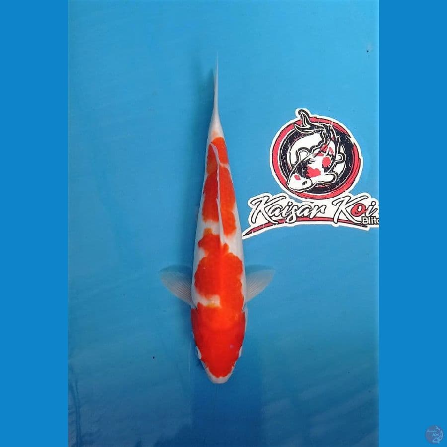 KOHAKU_29CM