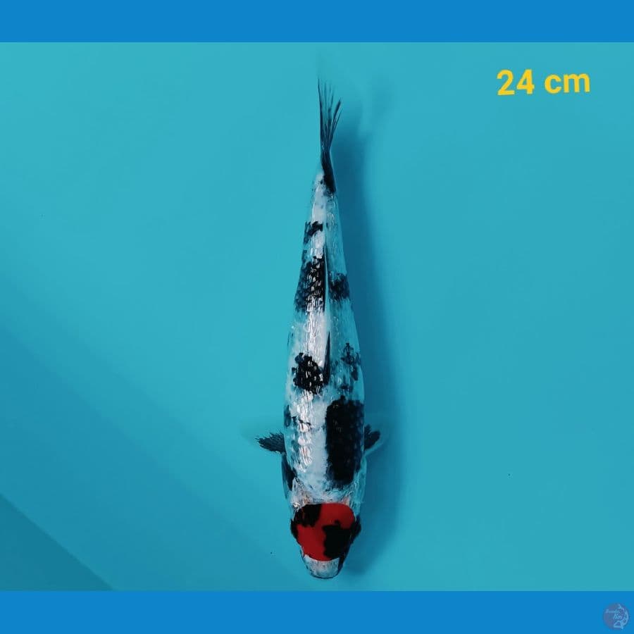 Tancho Showa ginrin 24 cm