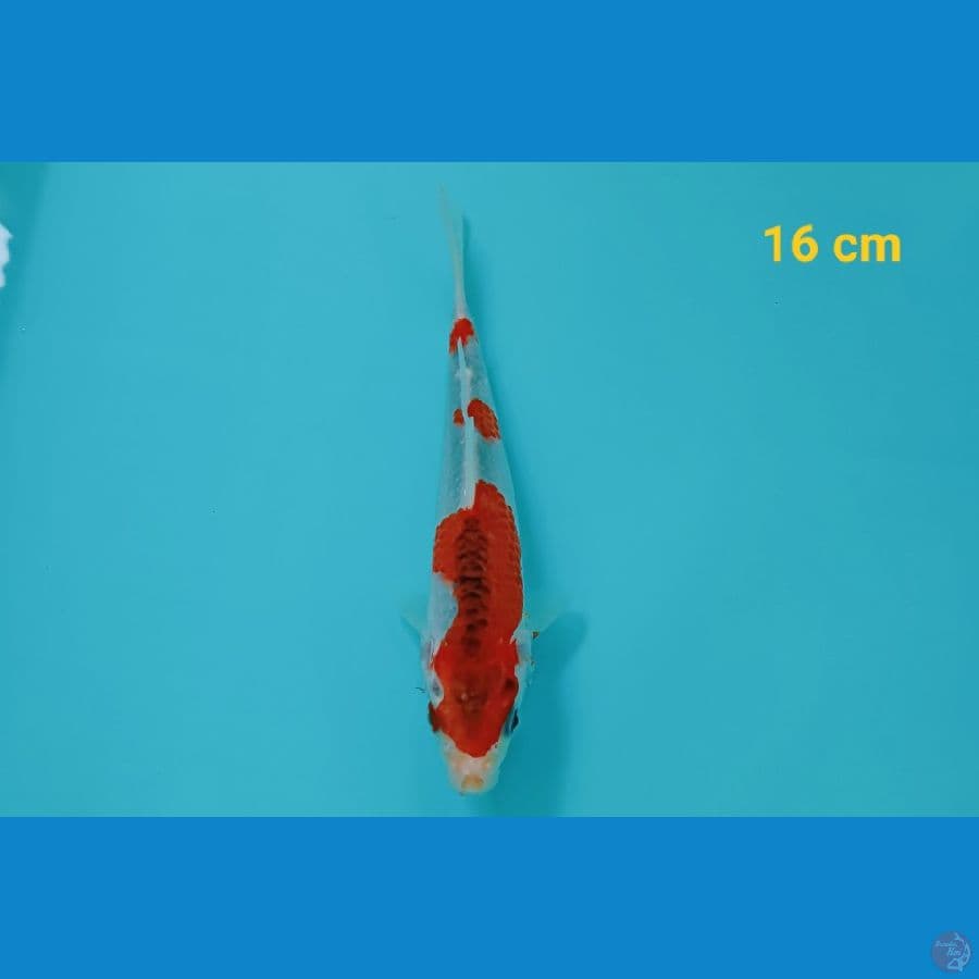 Goshiki 15 cm