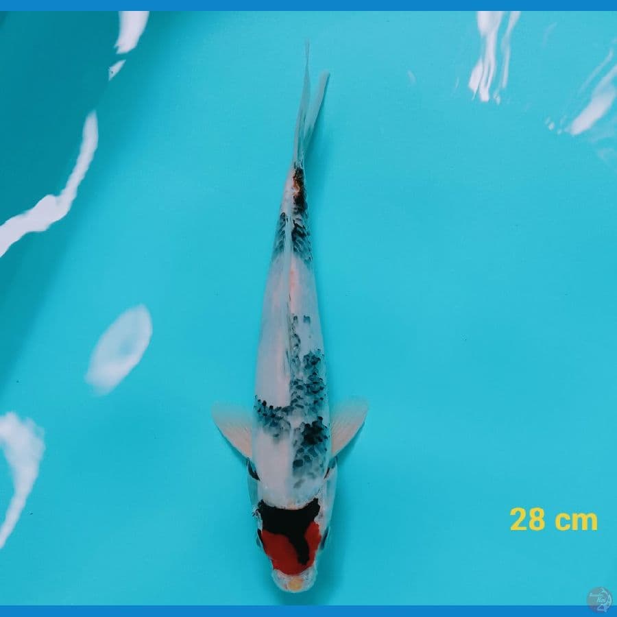 Tancho Showa 28 cm