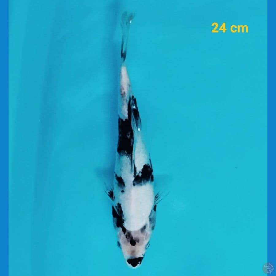 Shiro 24 cm