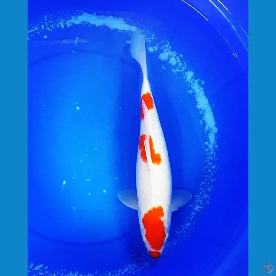 Kohaku 3 Step