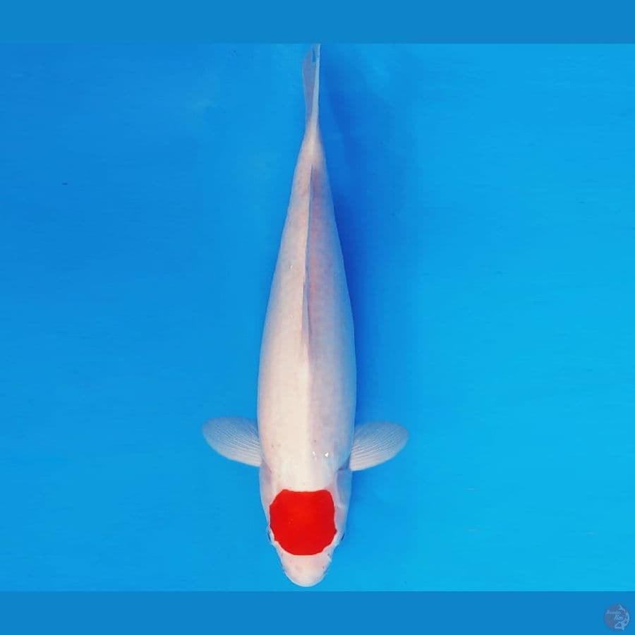 HANA 1 - ORIGINAL TANCHO 33 cm/fm ®
