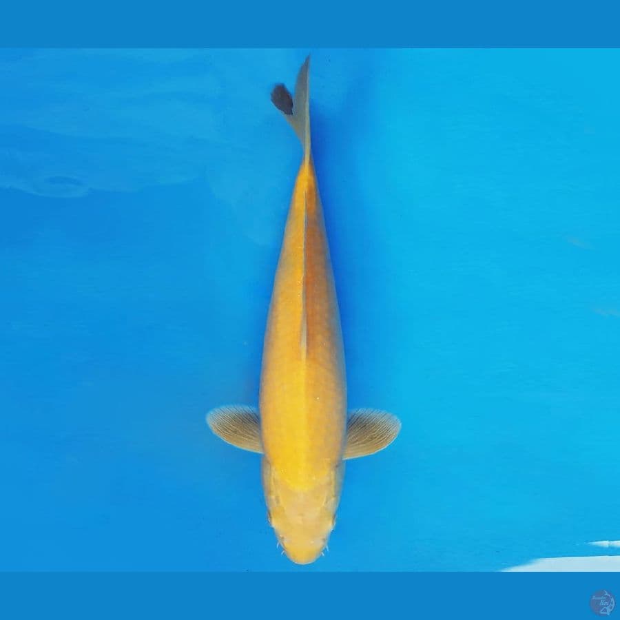 HANA 2 - KARASHI 41 cm/fm ®