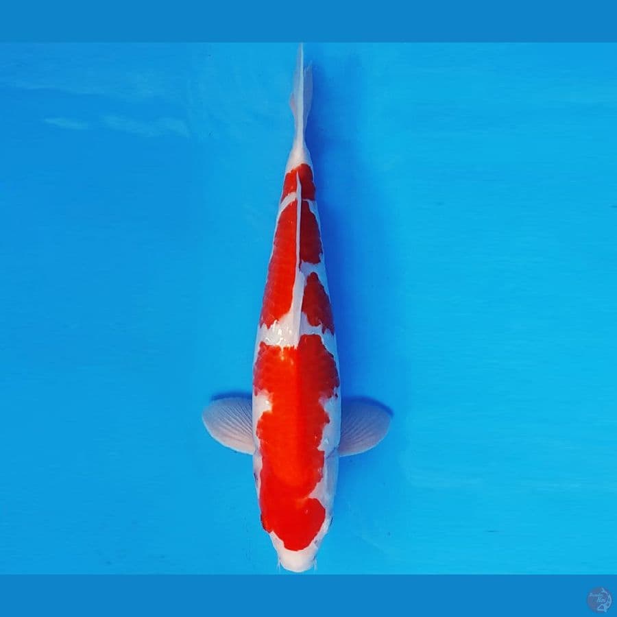 HANA 3 - KOHAKU 35 cm/male ®