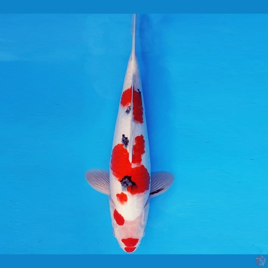 HANA 7 - SANKE 36 cm/male ®