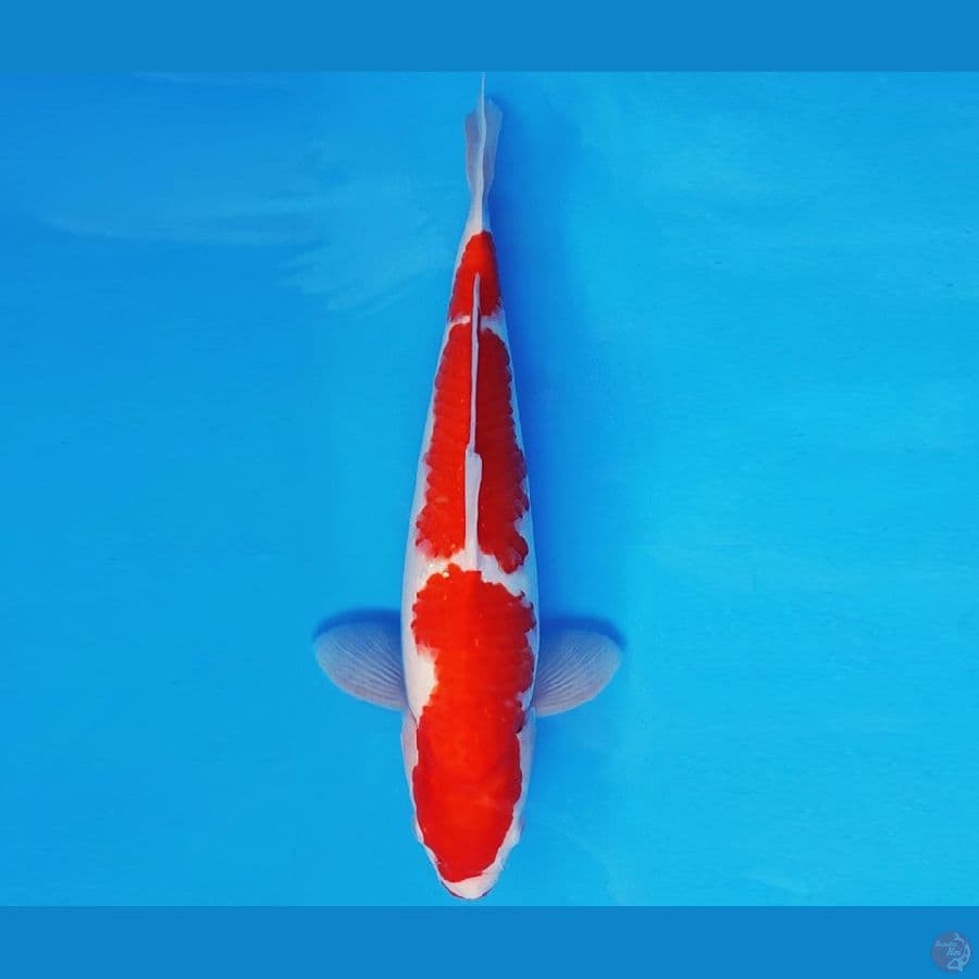 HANA 10 - KOHAKU 36 cm/male ®