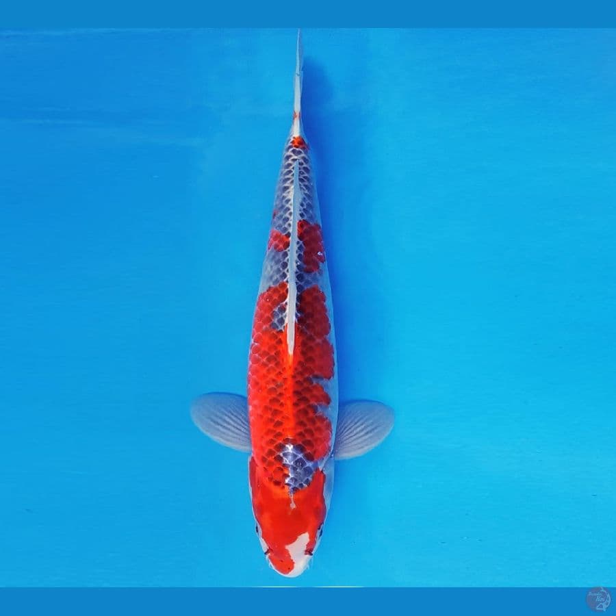 HANA 11 - GOSHIKI 36 cm/fm ®