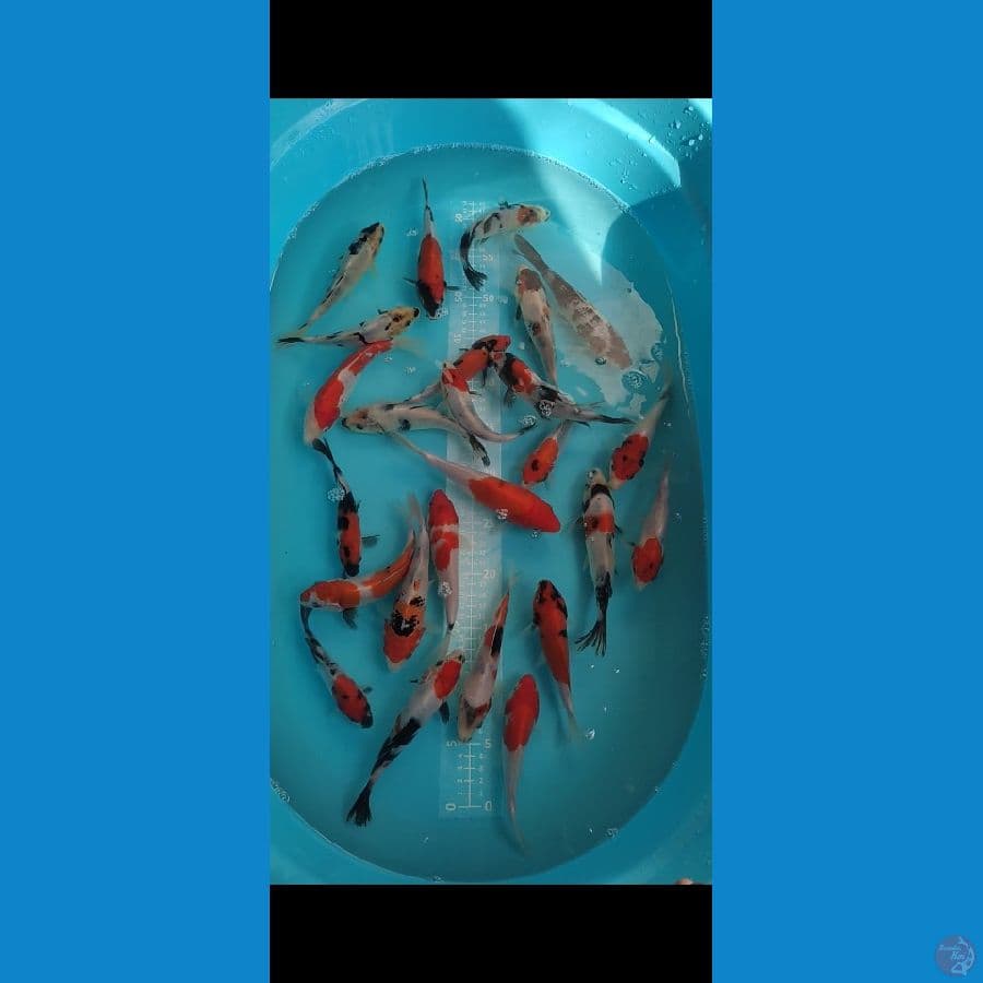 Showa shiro mix Doit 25 ekor