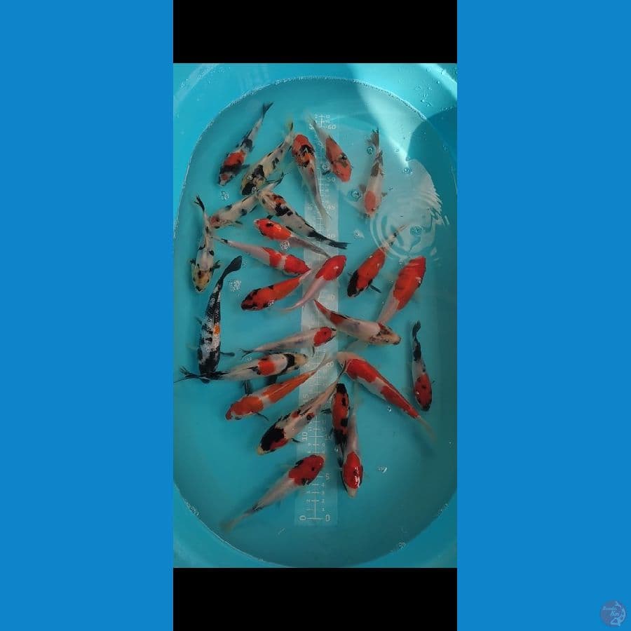 Showa shiro mix Doit 25 ekor