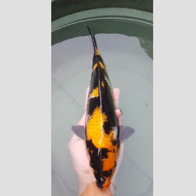 hi showa jumbo 40cm