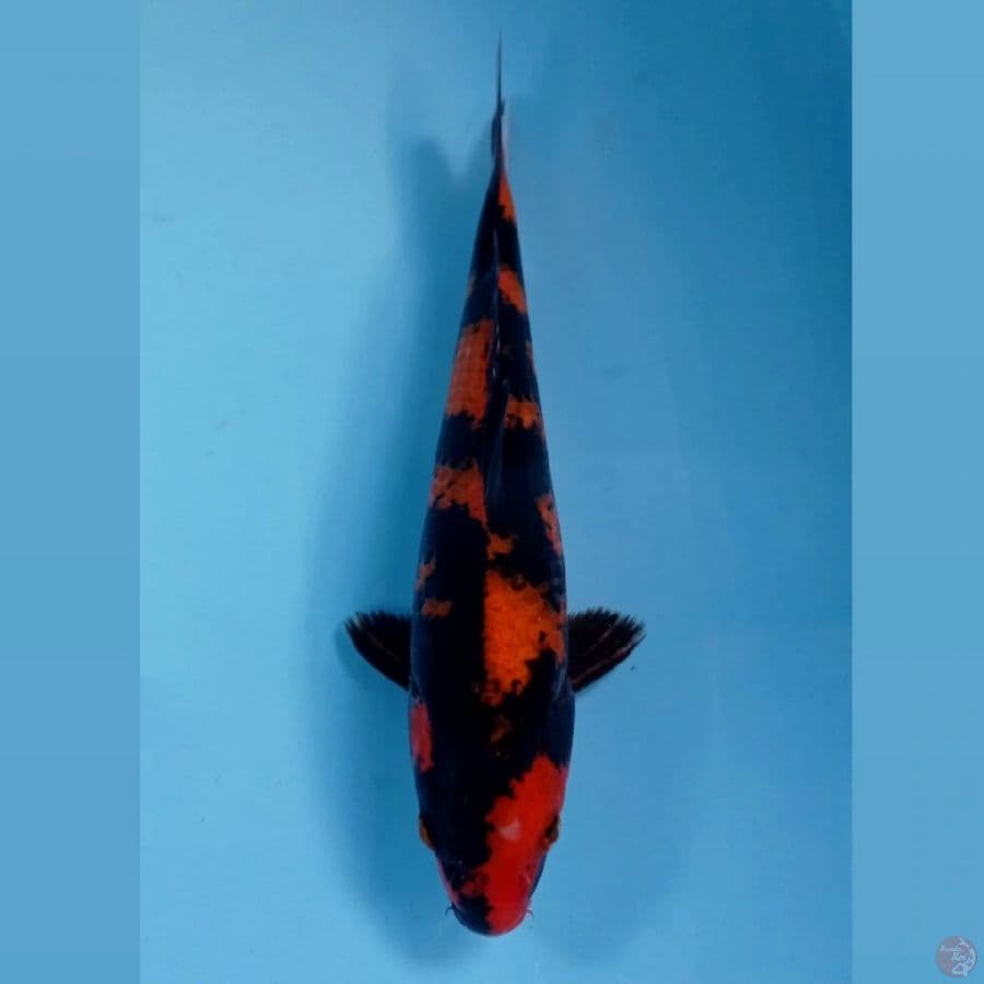 hi utsuri, 27 cm